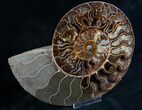 Split Ammonite Half - Agatized Chambers #7574-1